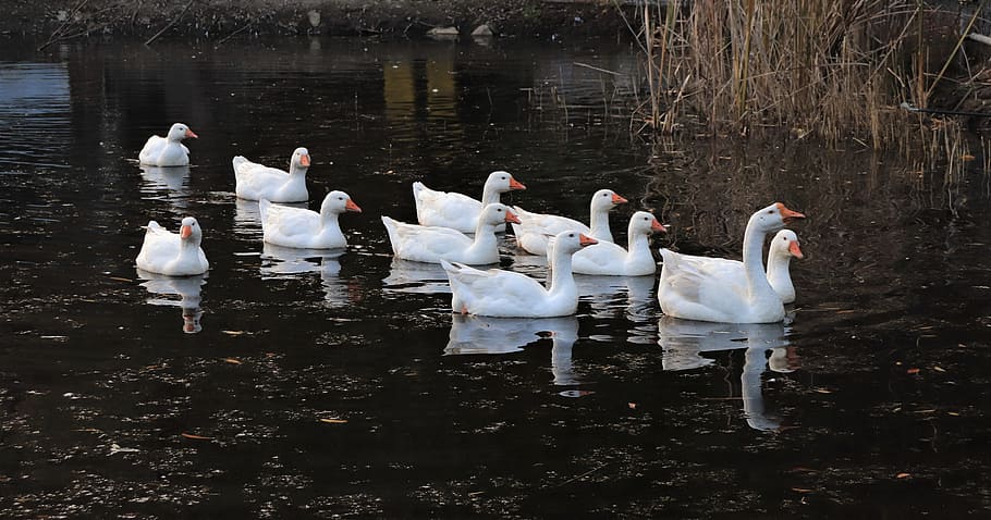 goose, duck, animal, lake, white, white color, birds, pond, water, swimming