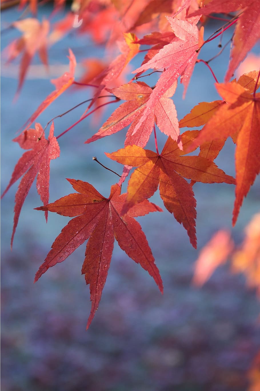 Autumn, Leaves, Orange, Frost, Fall, autumn, leaves, nature, red, season, maple