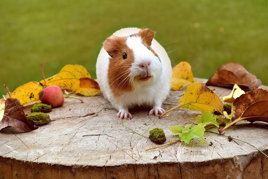 white, brown, hamster, slab, guinea pig, cute, funny, furry, adorable, small