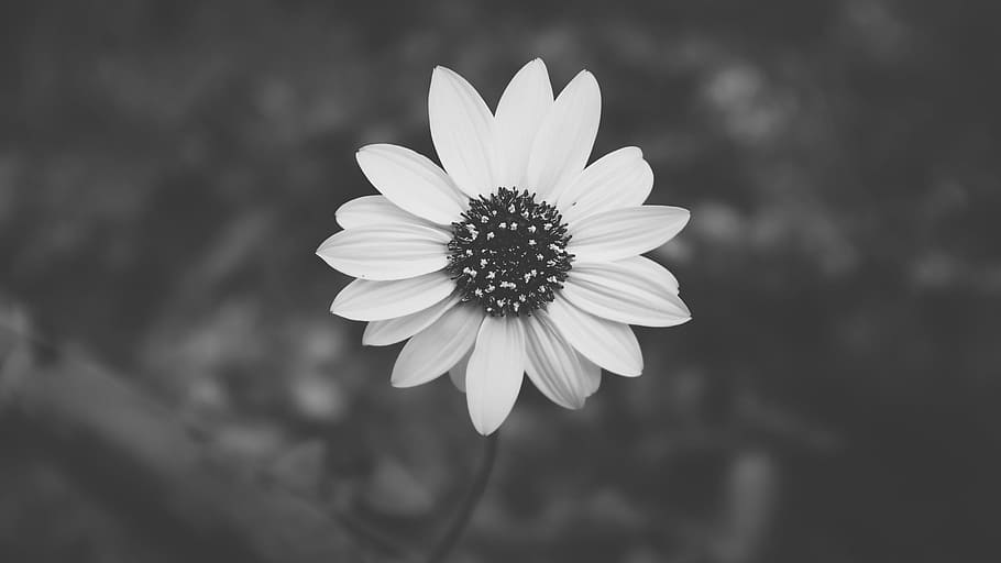 grayscale photo, flower, daisy, black and white, petals, floral, blossom, white, botany, blooming