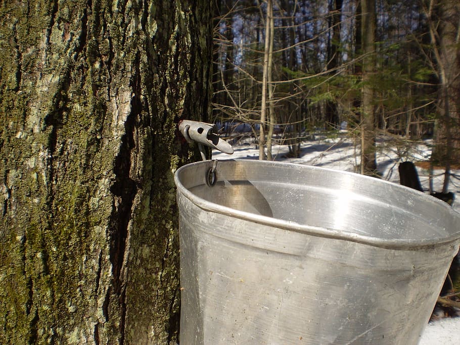 closeup, stainless, steel bucket, attached, maple tree, maple, sugar season, boiler, syrup, seasonal
