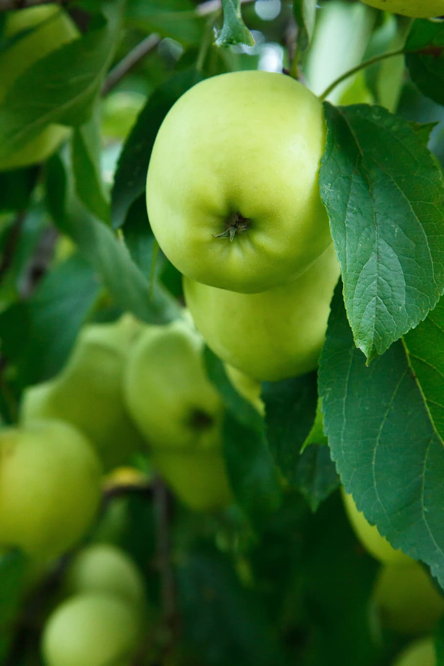 リンゴ, 枝, 束, 作物, 食品, 秋, 新鮮, 果物, 緑, 成長