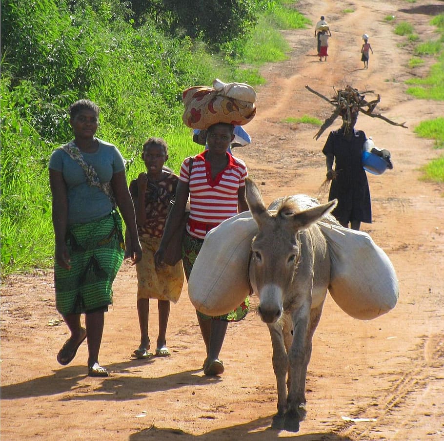 people, walking, next, donkey, dirt, daytime, mozambique, women, nature, outside