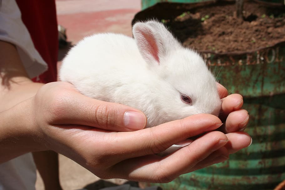 person, holding, albino rabbit, baby, rabbit, white, hand, mammal, one animal, domestic