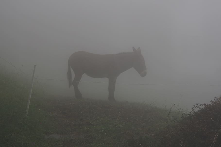 Burro, niebla, animal, solitario, mula, caballo, naturaleza, granja, al aire libre, hierba