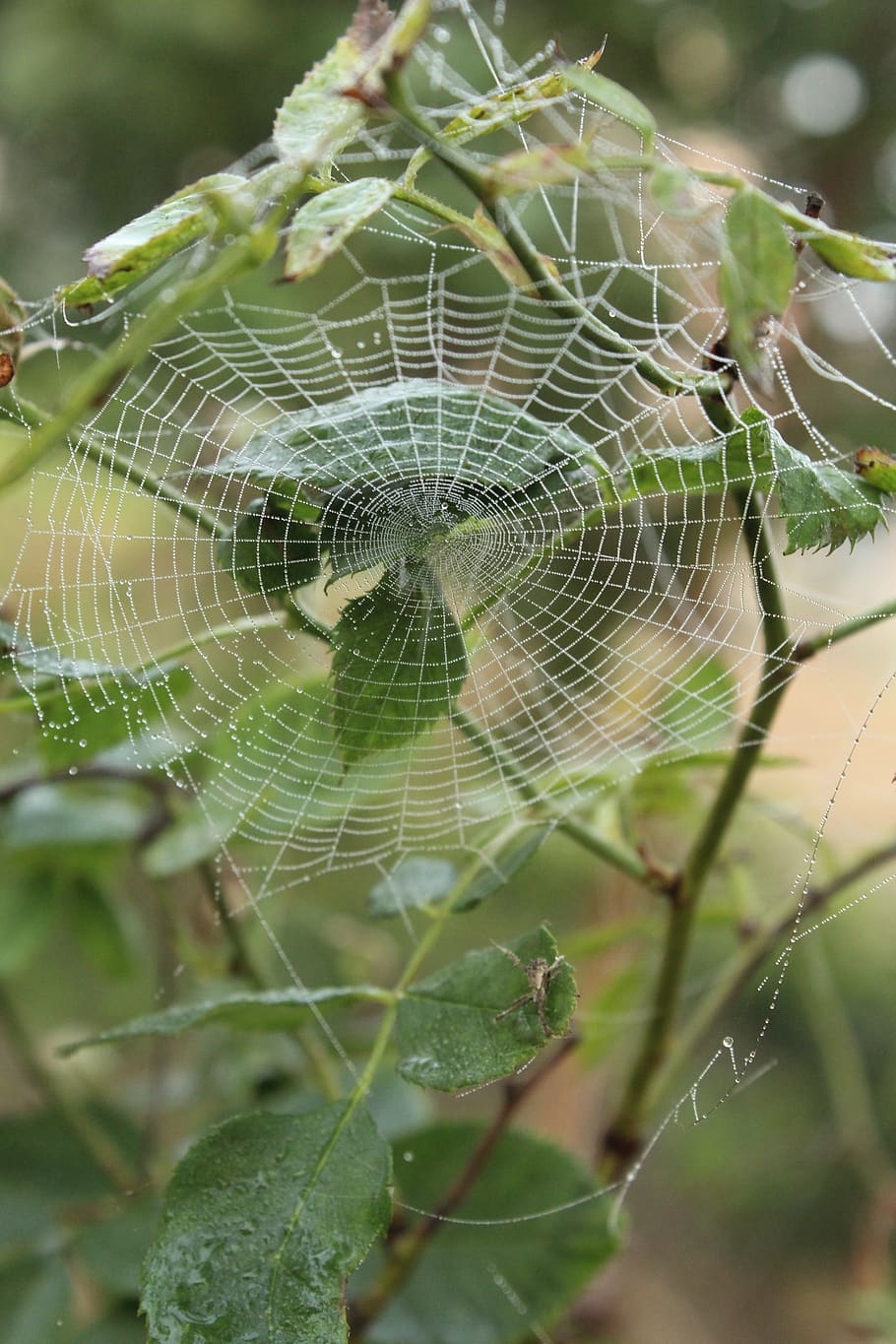 spiderweb, spider, web, green, spider web, fragility, close-up, vulnerability, focus on foreground, animal themes