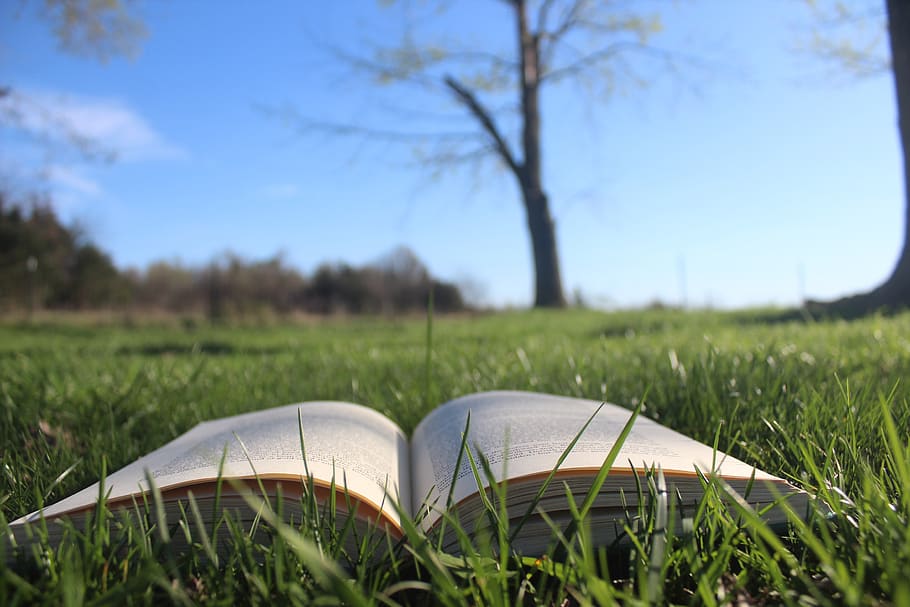book, open book, story, book in grass, reading, literature, library, books, page, plant