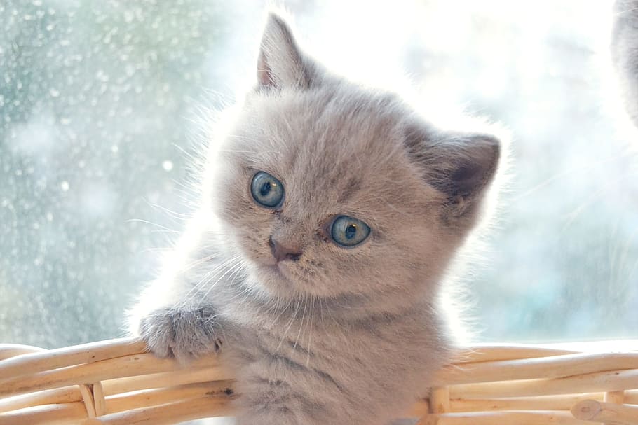 gray, kitten, wicker basket, british, british cat, pet, cute, little, animal, domestic