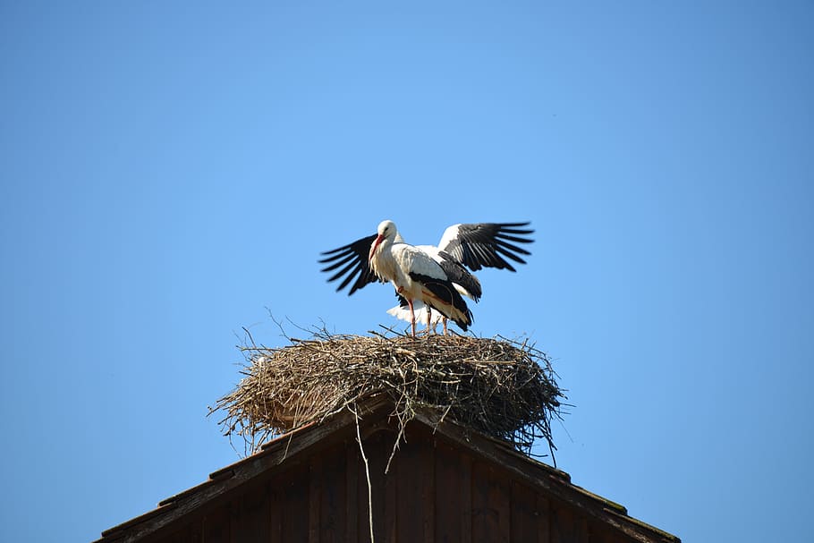 Nest, Storks, Birds, storchennest, animals, rattle stork, nature, white storks, sky, stork village
