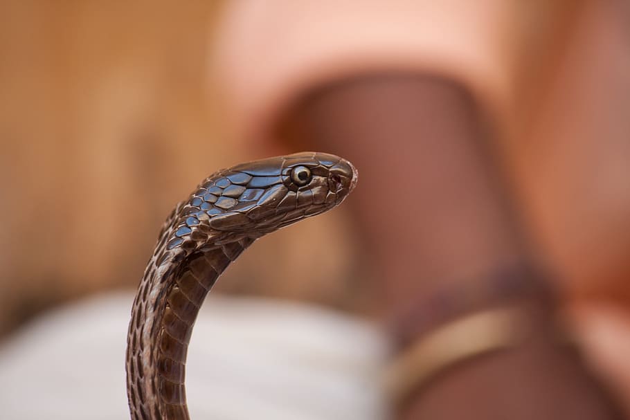 selectivo, foco, marrón, cobra real, encantadores de serpientes, cobra, serpiente, un animal, reptil, fauna animal