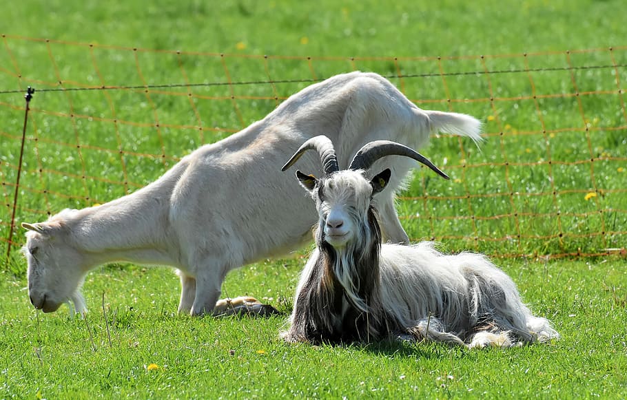 dois, branco, cabras, campo de grama, dia, bode, fazenda, bom santuário, satisfeito, grama
