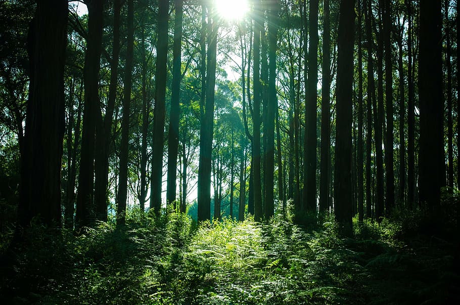 太陽光線, 通過, 森の木, 森, 木, 自然, 植物, 土地, 自然の美しさ, 静けさ