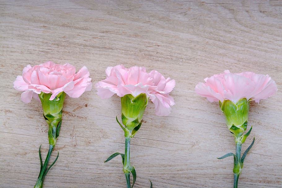 three, pink, carnation flower, brown, wooden, surface, cloves, carnation pink, flowers, pink flowers