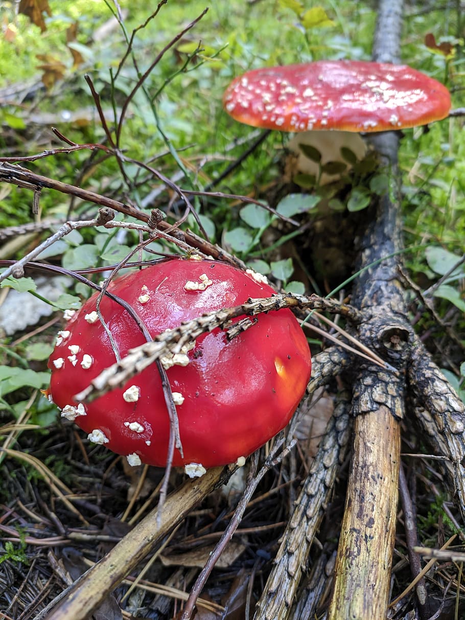 nature, mushrooms, amanita muscaria, autumn, forest, close up, red, fungus, plant, food