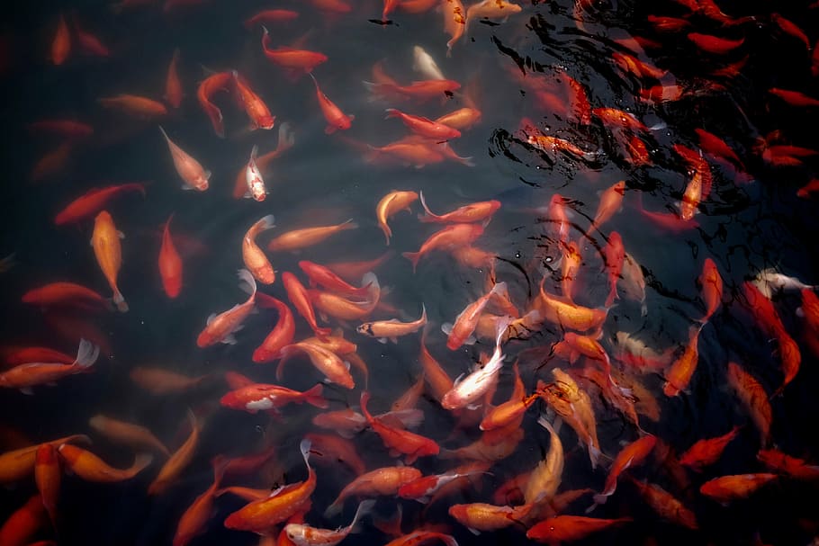 koi fish, grey, body, water, shoal, koi, fish, goldfish, pond, aquatic animal