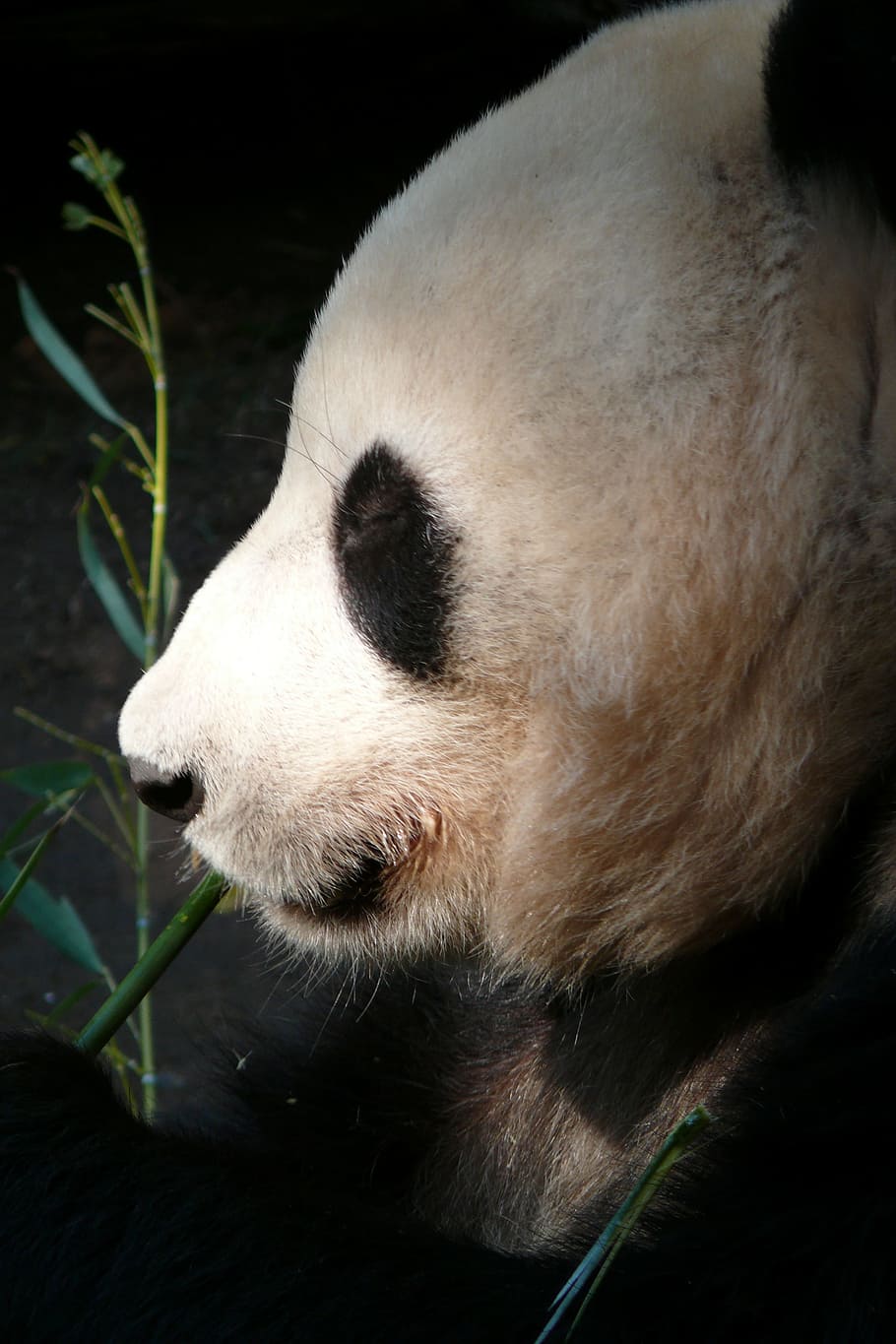 photo of panda, zoo, san diego, animals, panda, mammals, mammal, the bear, fur, eating