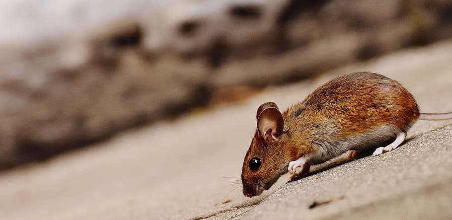 selectivo, fotografía de enfoque, marrón, ratón, roedor, lindo, mamífero, nager, naturaleza, animal