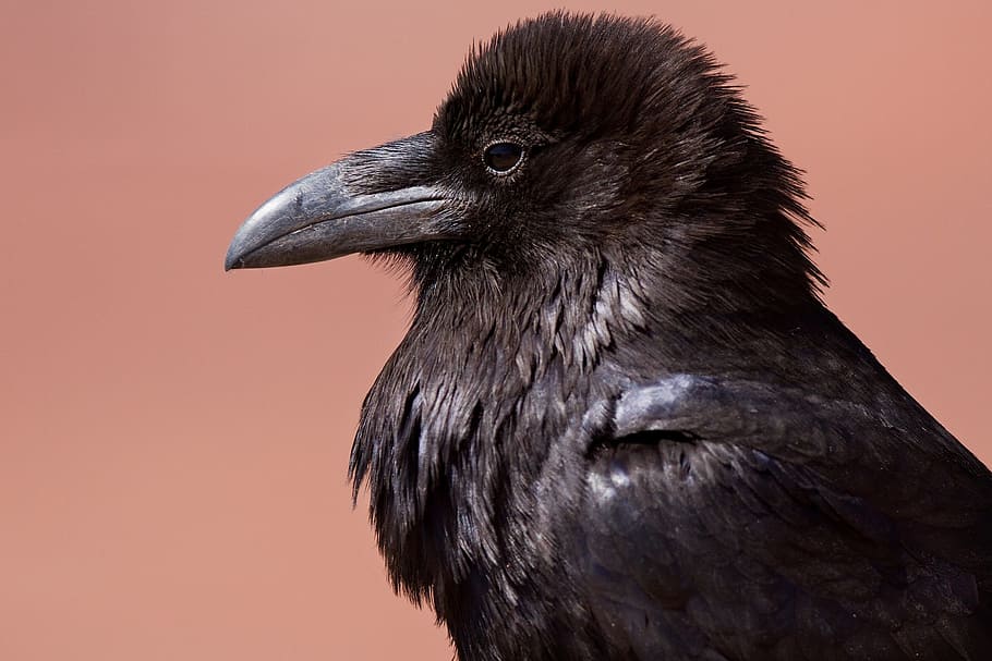 hitam, fotografi close-up gagak, gagak, burung hitam, corvus, burung, seram, bulu, margasatwa, alam