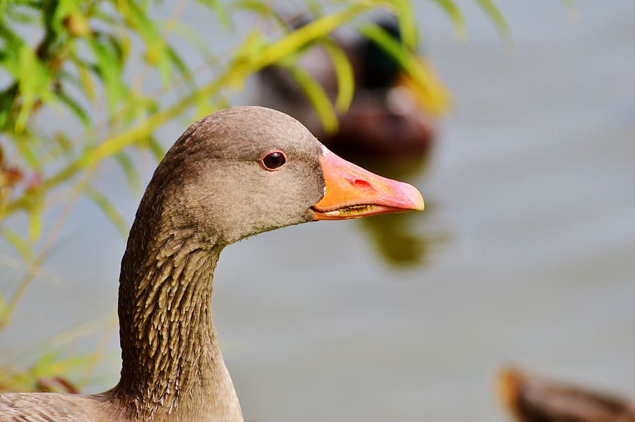 wild goose, goose, bird, water bird, poultry, swim, pond, water, animal, nature
