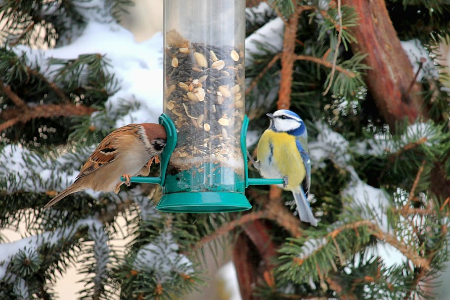 sparrow, tit, winter, snow, food, tree, bird, nature, cold, vertebrate