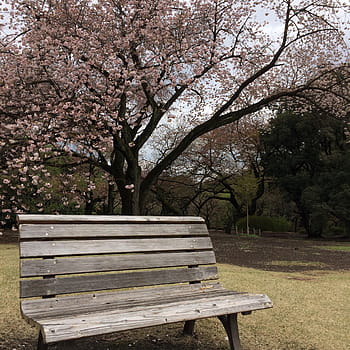 cherry-blossom-japan-garden-park-royalty-free-thumbnail.jpg