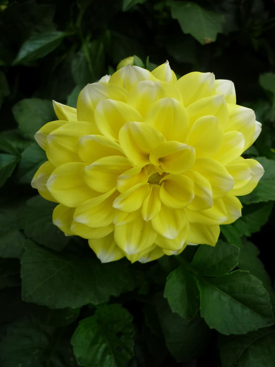 Dalia, amarillo, jardín, flor, planta ornamental, popular, naturaleza, planta, pétalo, cabeza de flor