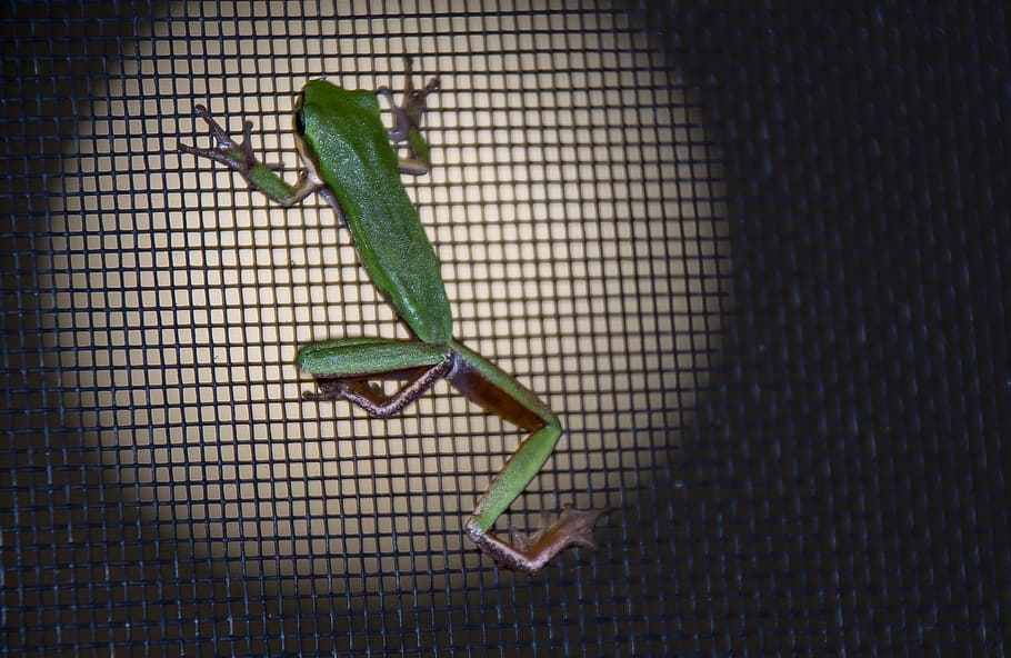 frog, green, tiny, fly screen, black, night, native, queensland, australia, one animal