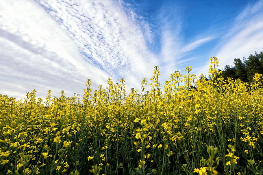Mustard, Flower, Field, Plant, Nature, yellow, green, blossom, landscape, natural