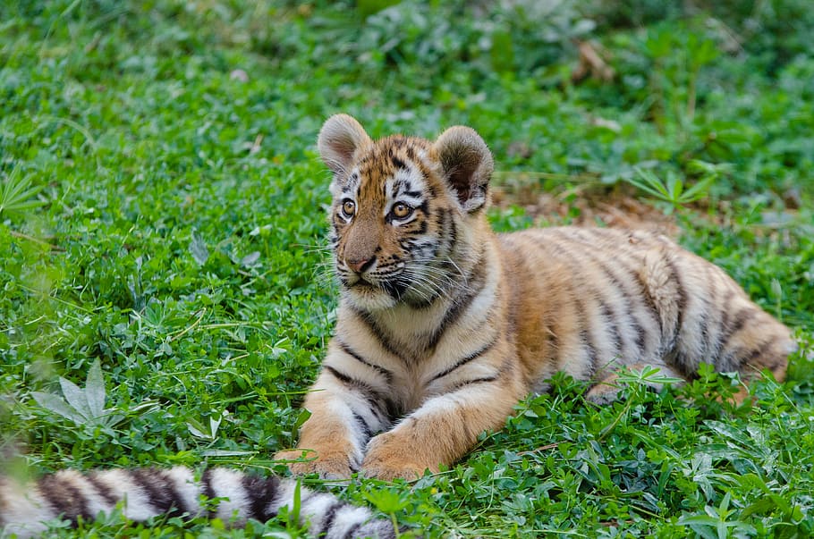 Siberian Tiger, Cub, brown and black tiger, kucing, hewan, tema hewan, binatang menyusui, kucing besar, tanaman, rumput