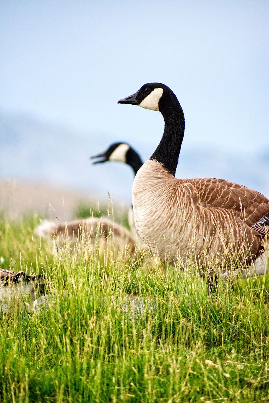 bird, geese, lake, flying, goslings, fluff, cute, water, nature, animal