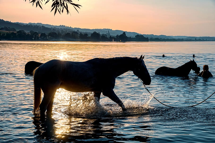 Royalty-free swimming horse photos free download | Pxfuel