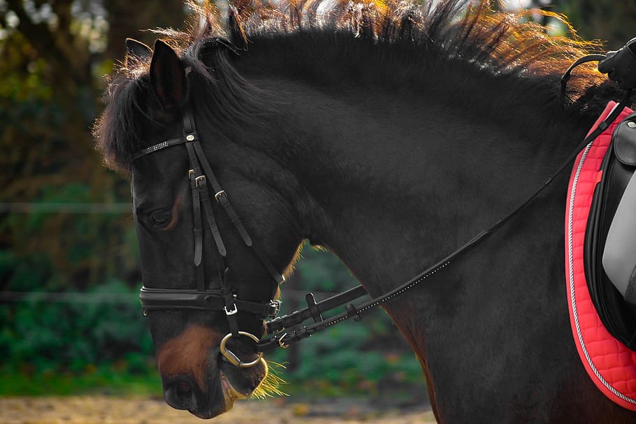 close-up photo, black, horse, close-up, black Horse, andalusians, spanish, ride, trot, bridle