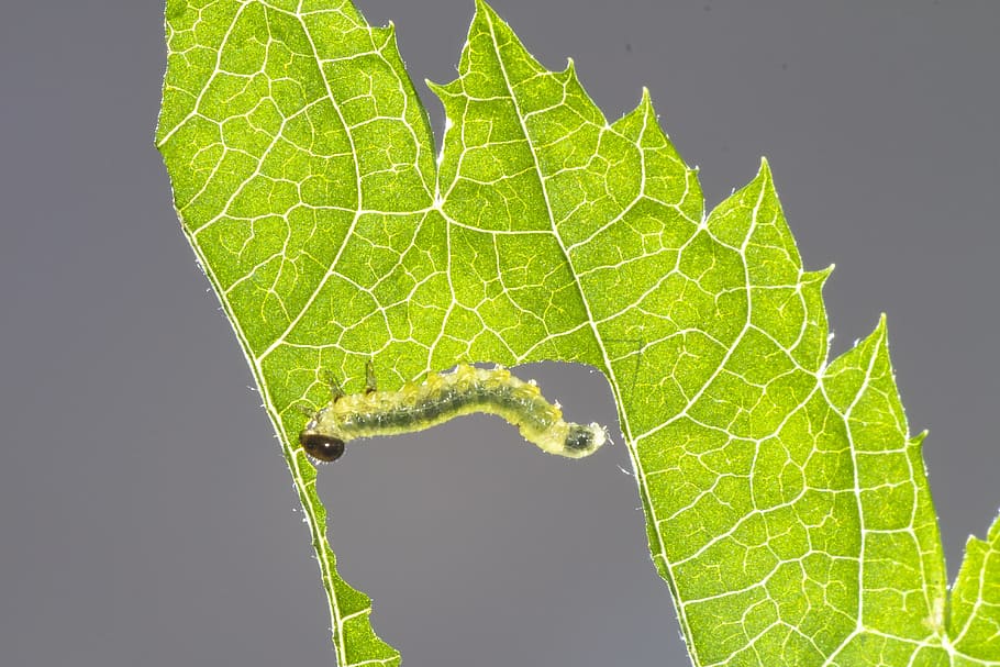 sawflies larvae, caterpillar, Sawflies, Larvae, Caterpillar, sawflies larvae, leaf damage, small caterpillar, gluttonous, nature, leaf