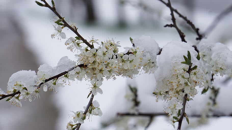 Invierno, explosión, flores, primavera, nieve, flor, frío, renovado wintereinbruch, clima de abril, árbol