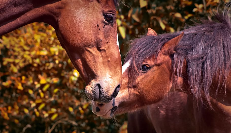 two brown horses, animal, horses, animals, nature, pony, brown, farm, equine, duo