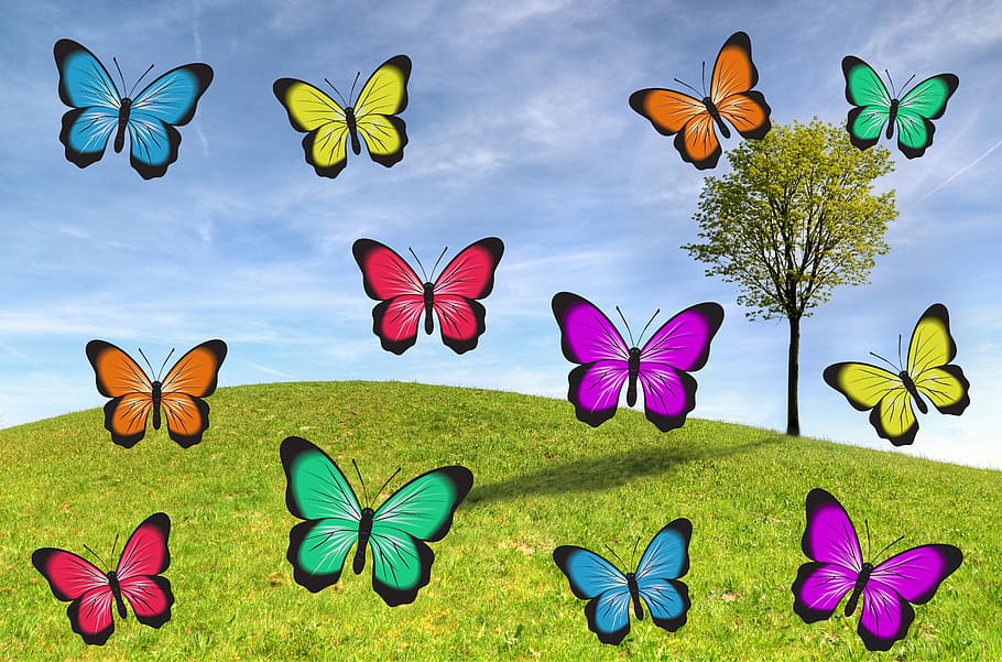 butterfly, meadow, insect, nature, wings, summer, spring, grass, violet, butterfly wings
