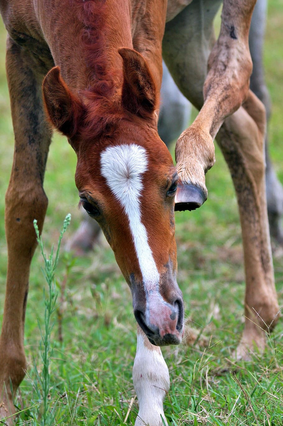 selective, focus photography, horse, sniffing, grasses, Foal, Animal, Arabian, Arab, Horses