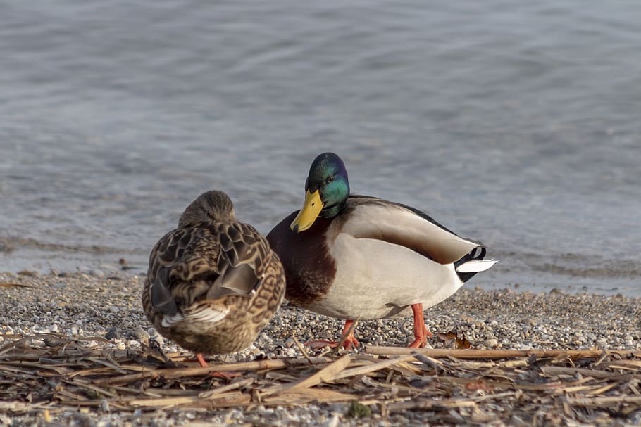 mallard duck, duck, wild ducks, teal, bird, birds, water bird, swim, water, lake