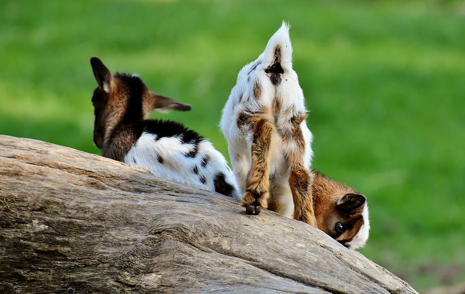 two, white-and-brown goats, outdoors, goat, young animals, playful, romp, cute, small, young