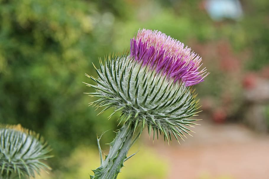donkey thistle, cancer thistle, wool thistle, convulsive thistle, onopordum acanthium, thistle, sting, plant, blossom, bloom