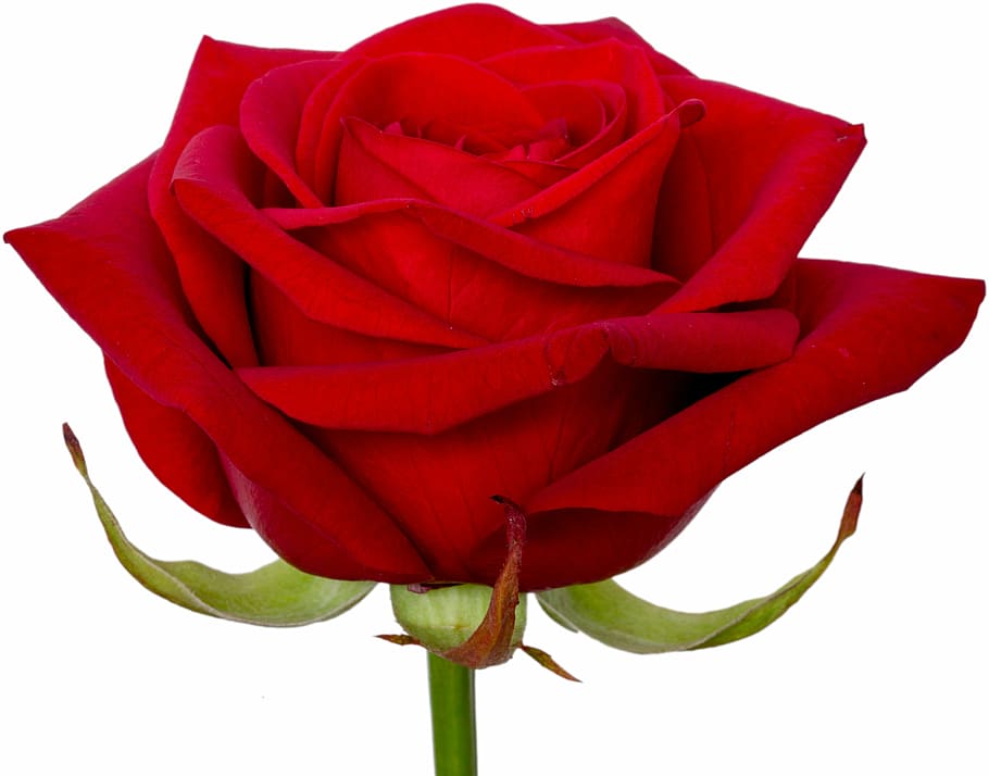 red rose flower, red, flower, red flower, rose, macro, bloom, flowering plant, plant, white background
