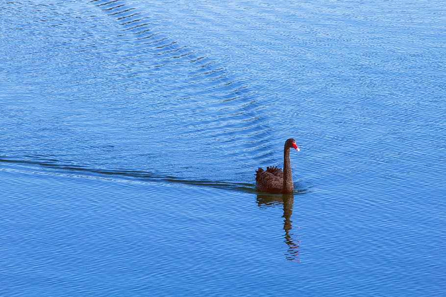 swan, lake, water, blue, black swan, nature, bird, pond, animal, wildlife