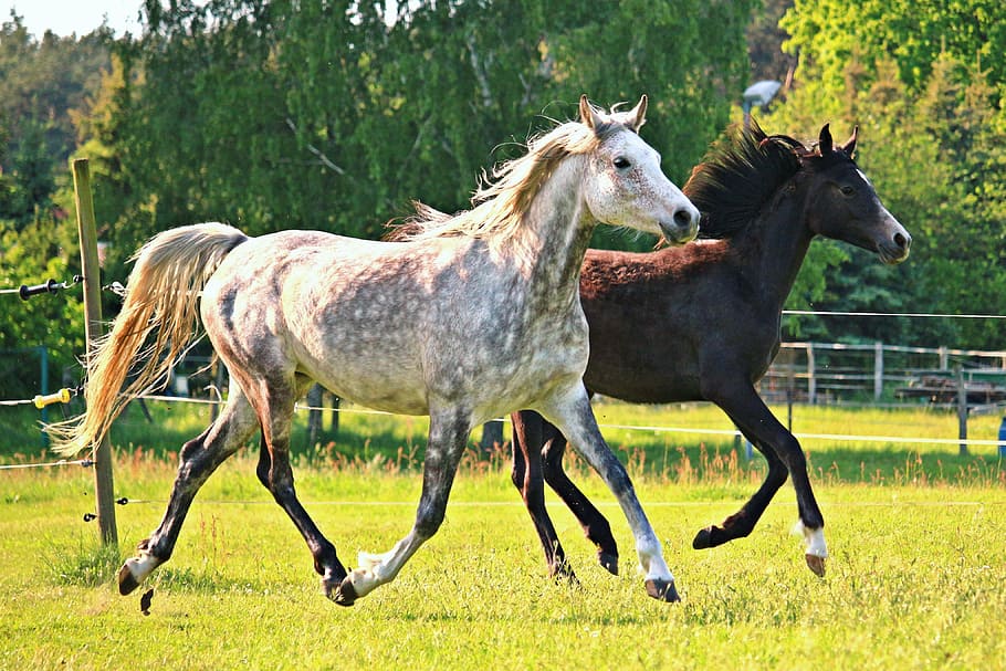white, brown, horses, running, together, horse, mold, trot, flock, thoroughbred arabian