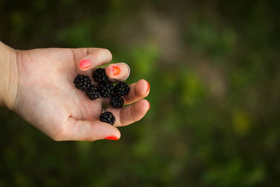 orang, memegang, blueberry, dangkal, fotografi fokus, berry, blackberry, buah-buahan, makanan, tangan