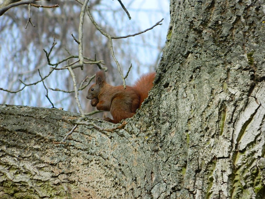 squirrel, rodent, forest animal, cute, tree, tree trunk, trunk, animals in the wild, animal wildlife, plant
