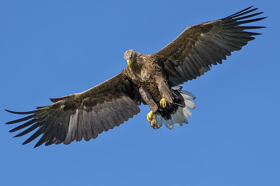 marrón, negro, halcón, volador, medio, aire, águila, ave, ave de rapiña, costoso