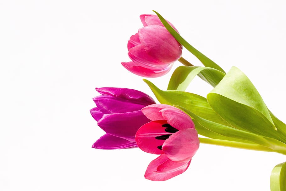 three, pink, petaled flowers, green, leaf, petal, flower, screenshot, tulips, bouquet