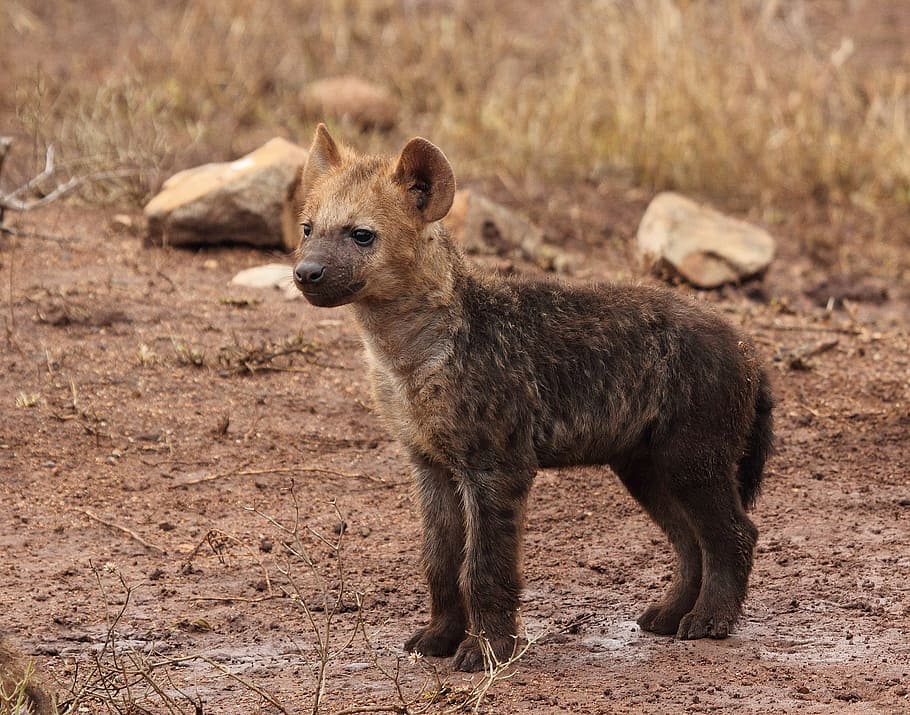 hyena cub, hyene puppy, hyene, wildlife, hyaena, hyaena pup, predator, animal themes, animal wildlife, animal