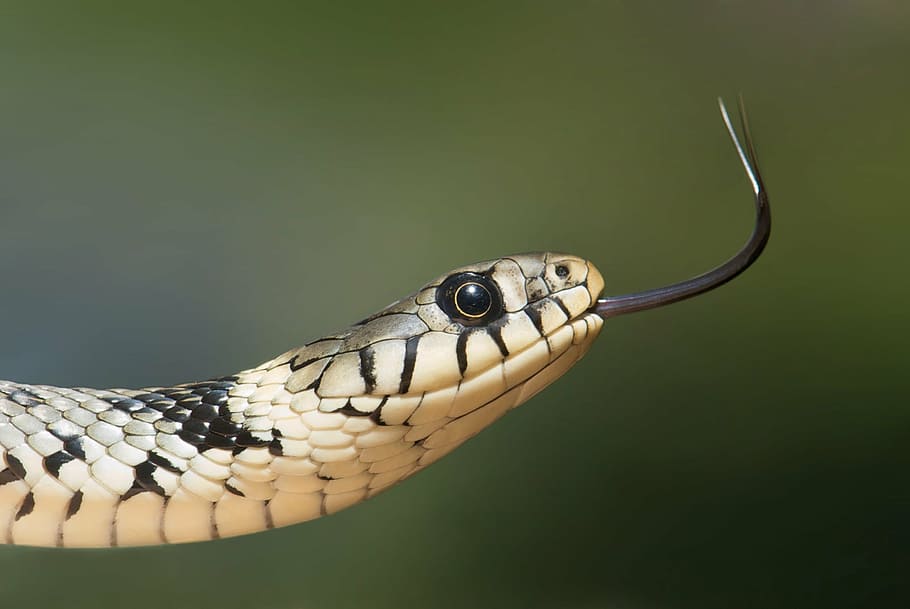 marrón, negro, serpiente pitón, serpiente de hierba, serpiente, serpientes, natrix, cabeza, lengua, amarillo