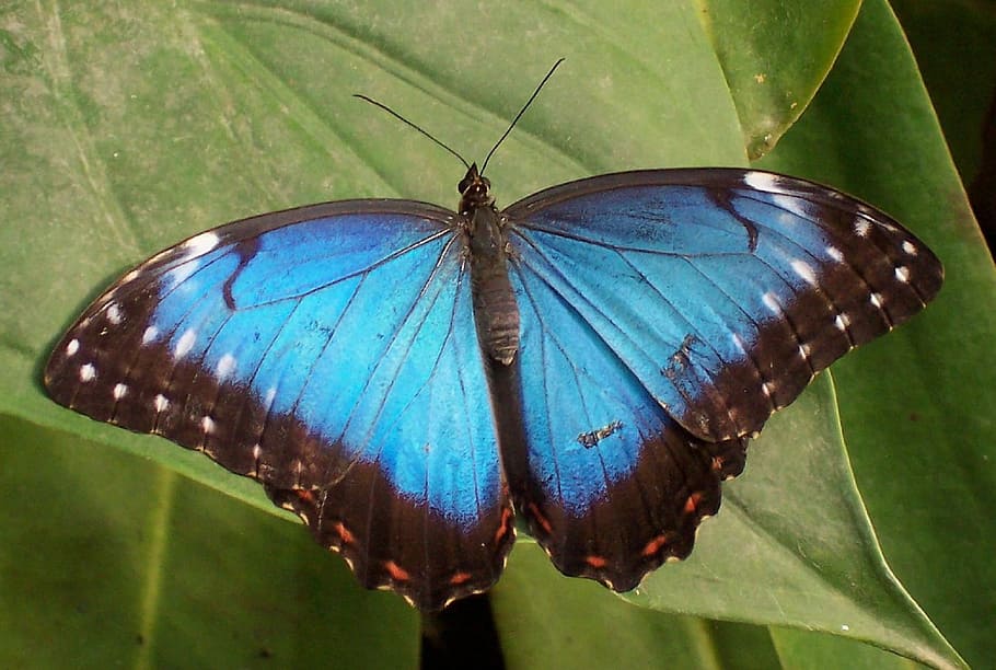 Mariposa Morpho azul, hoja, planta, insecto, alas, macro, colorido, antena, azul, naturaleza